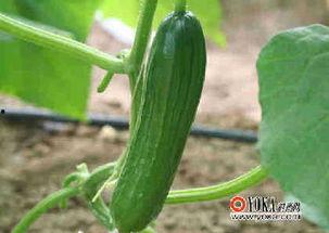 娱乐瓜吃瓜最新