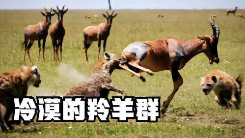 羊了个羊娱乐吃瓜,娱乐吃瓜，揭秘网络爆款游戏背后的故事