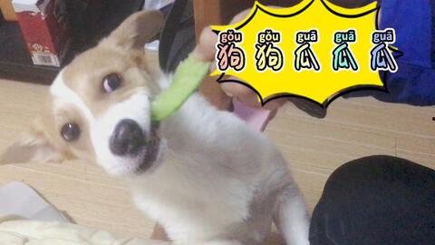 喵星娱乐每日吃瓜,每日吃瓜，揭秘娱乐圈幕后故事