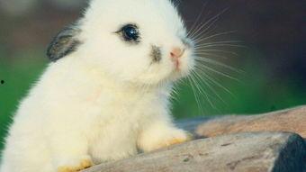 娱乐吃瓜酱兔子,揭秘娱乐圈那些不为人知的幕后故事