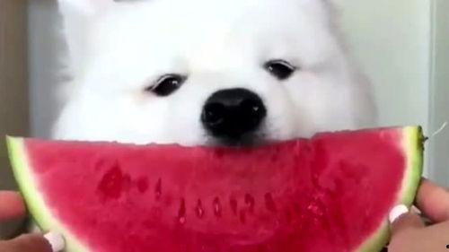 娱乐吃瓜酱萨摩耶,揭秘娱乐圈的萌宠传奇